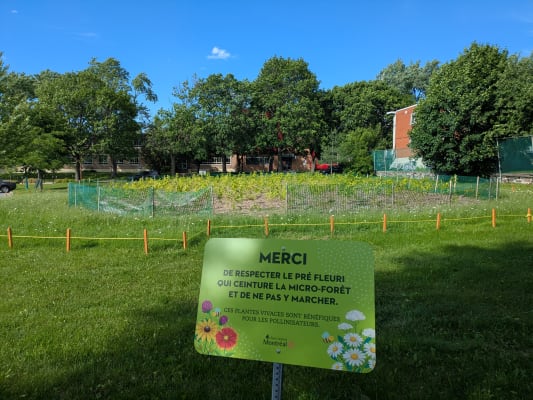 arbres qui poussent dans la microforet 