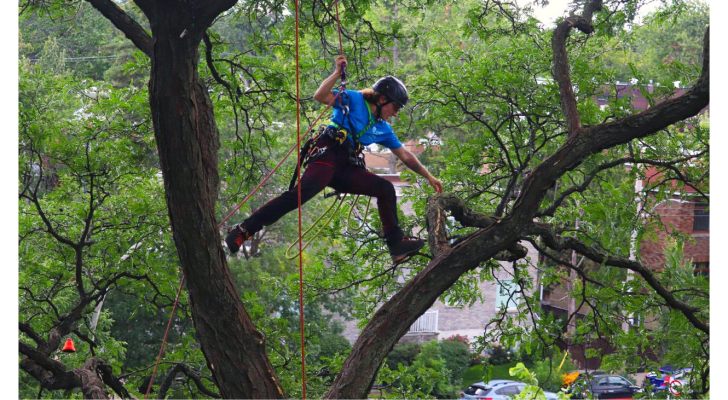 Laurence Daoust élagueuse dans un arbre