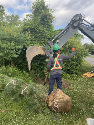 Plantation d'arbres à LaSalle