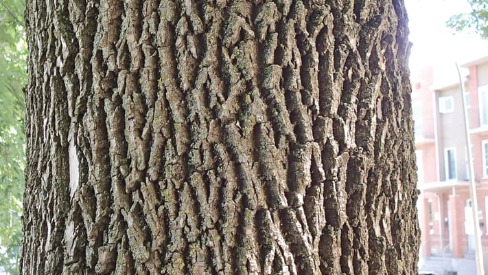 Photo showing the tree's bark