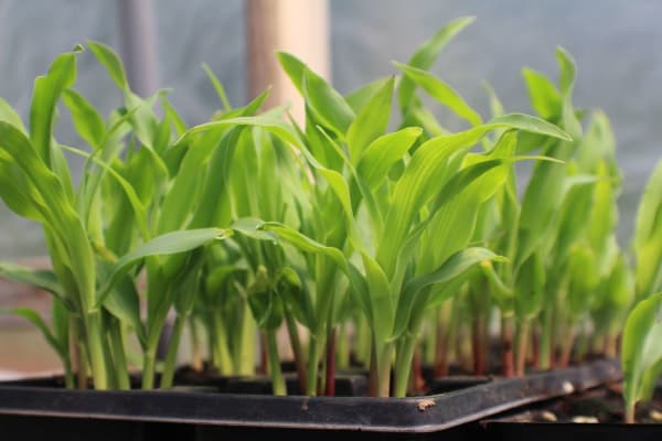 About ten maize plants.