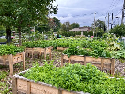 Raised vegetable planters filled with plants.