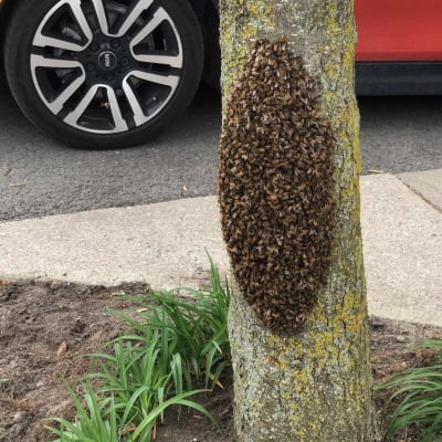 Un essaim d'abeilles sur un tronc d'arbre