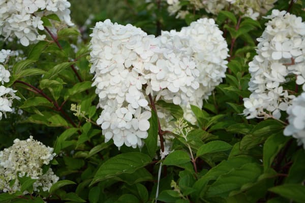 Emblème floral Anjou