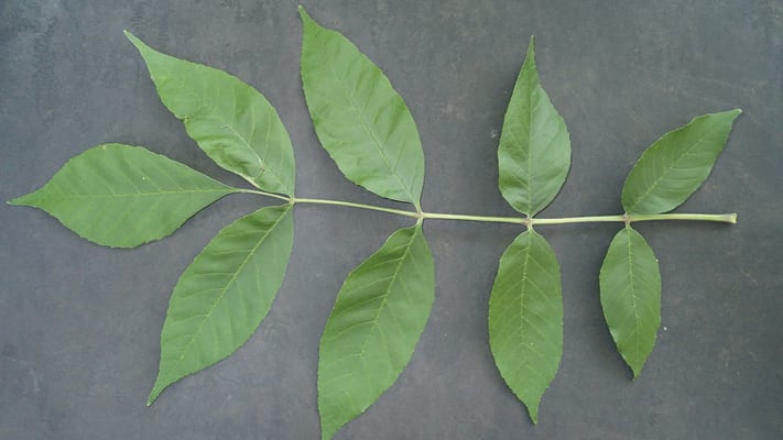 Photo showing leaves