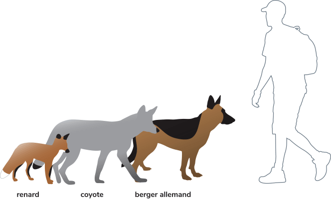 Différence entre un renard un chien et un coyote