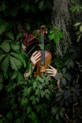 Un violon dans les bosquets