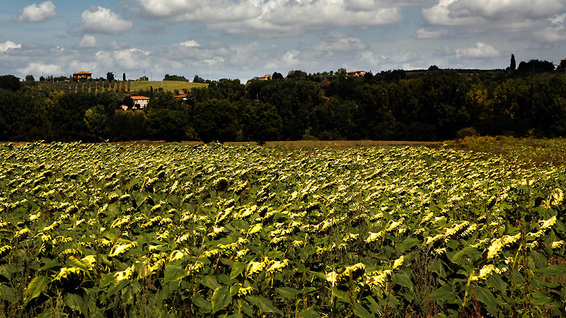 Agriturismo Sanguineto, Toscana, Italien