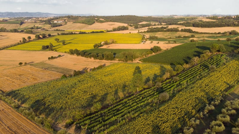 Poggio Martino i Toscana