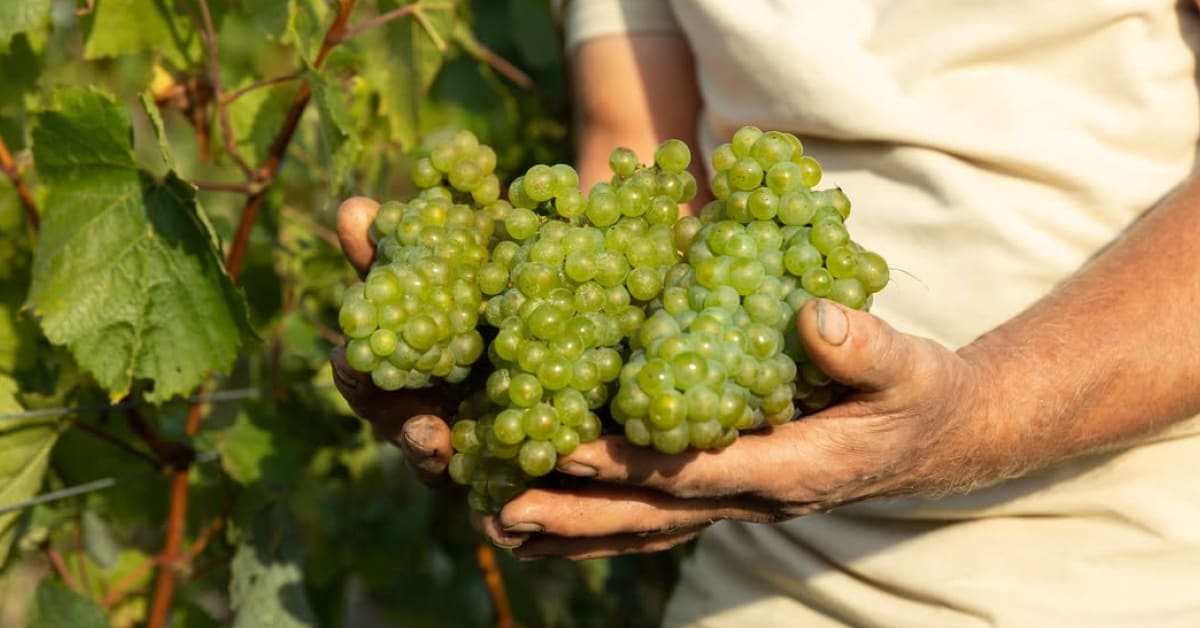Bernard Lonclas Grapes