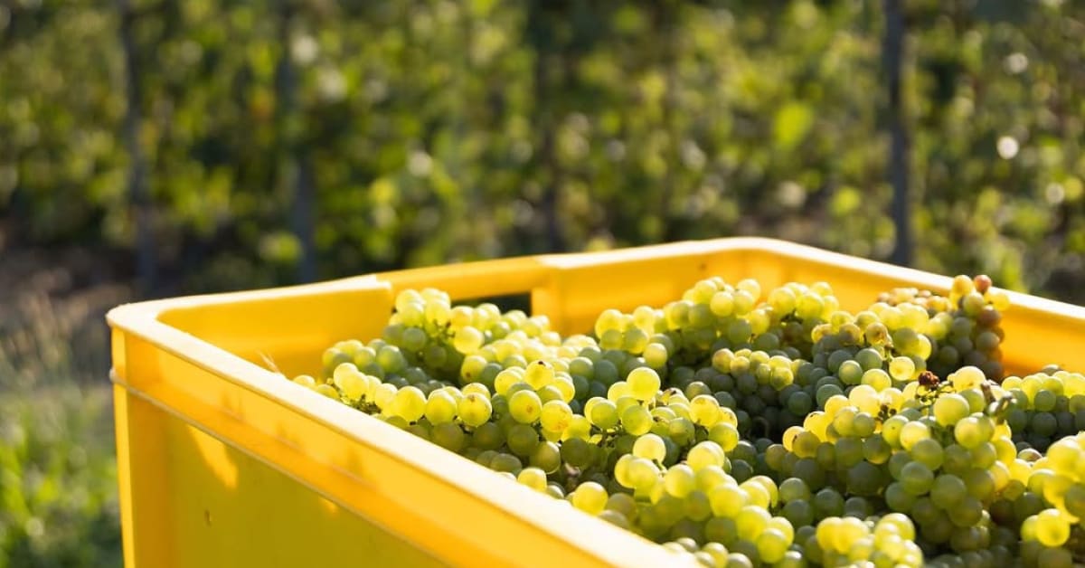 Bernard Lonclas Grapes