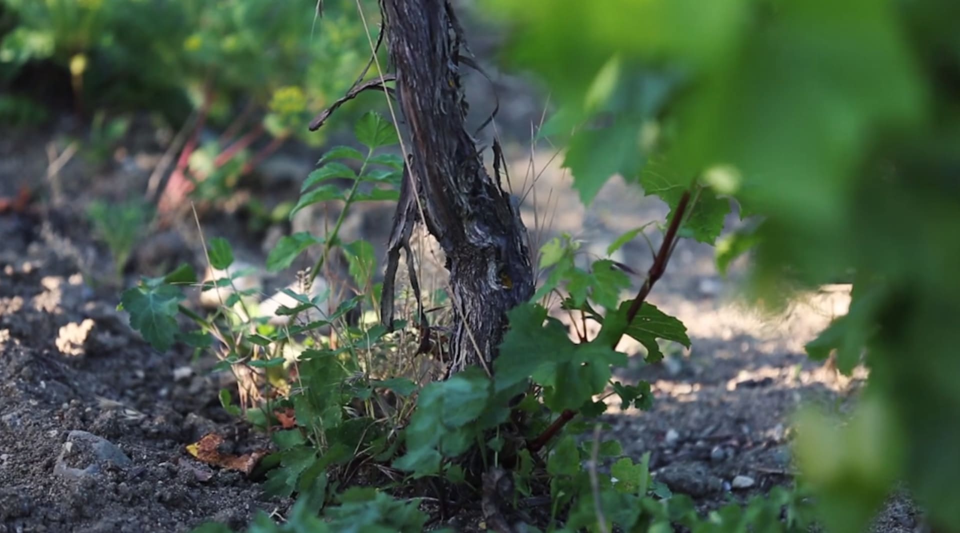 Domaine La Bohème