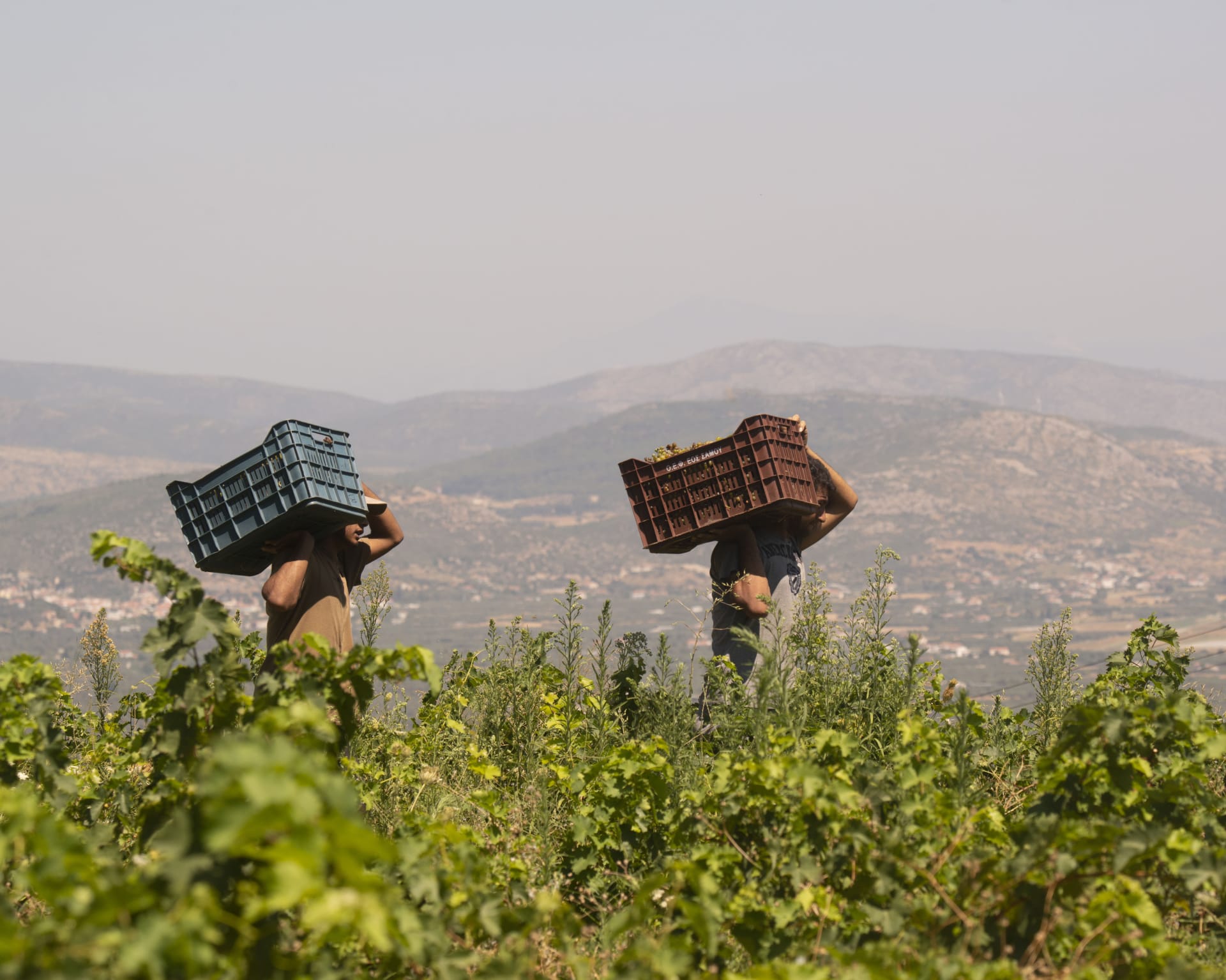 Sous le Végétal