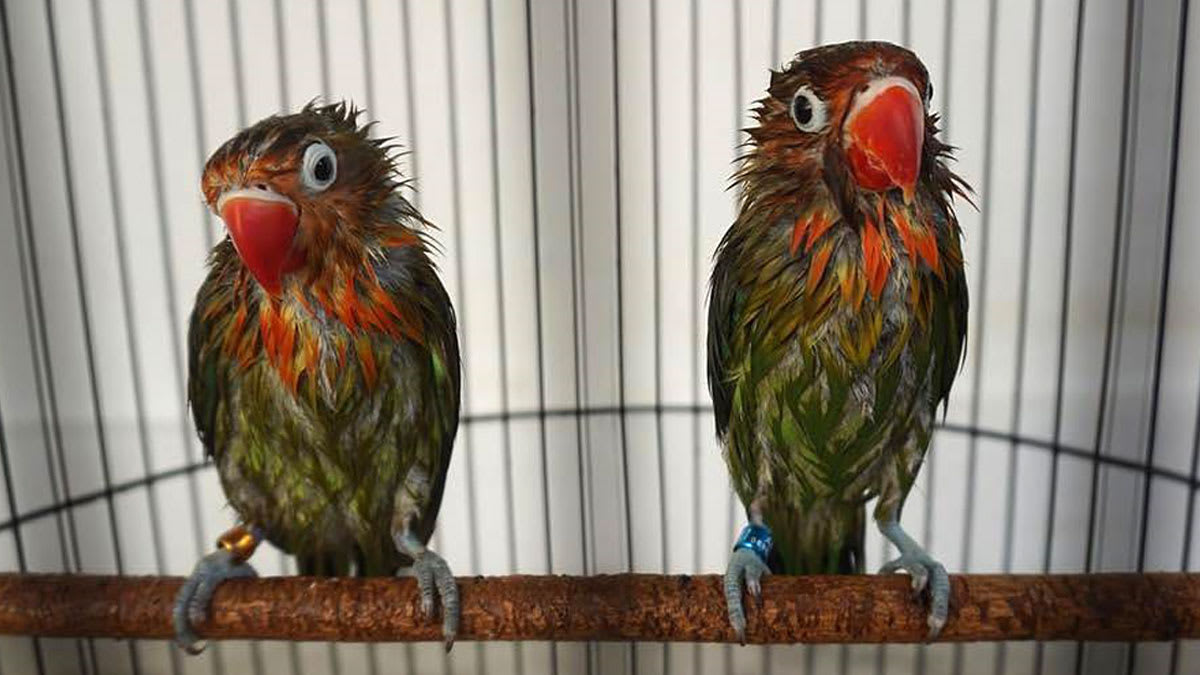 Merawat Burung Lovebird Untuk Pemula