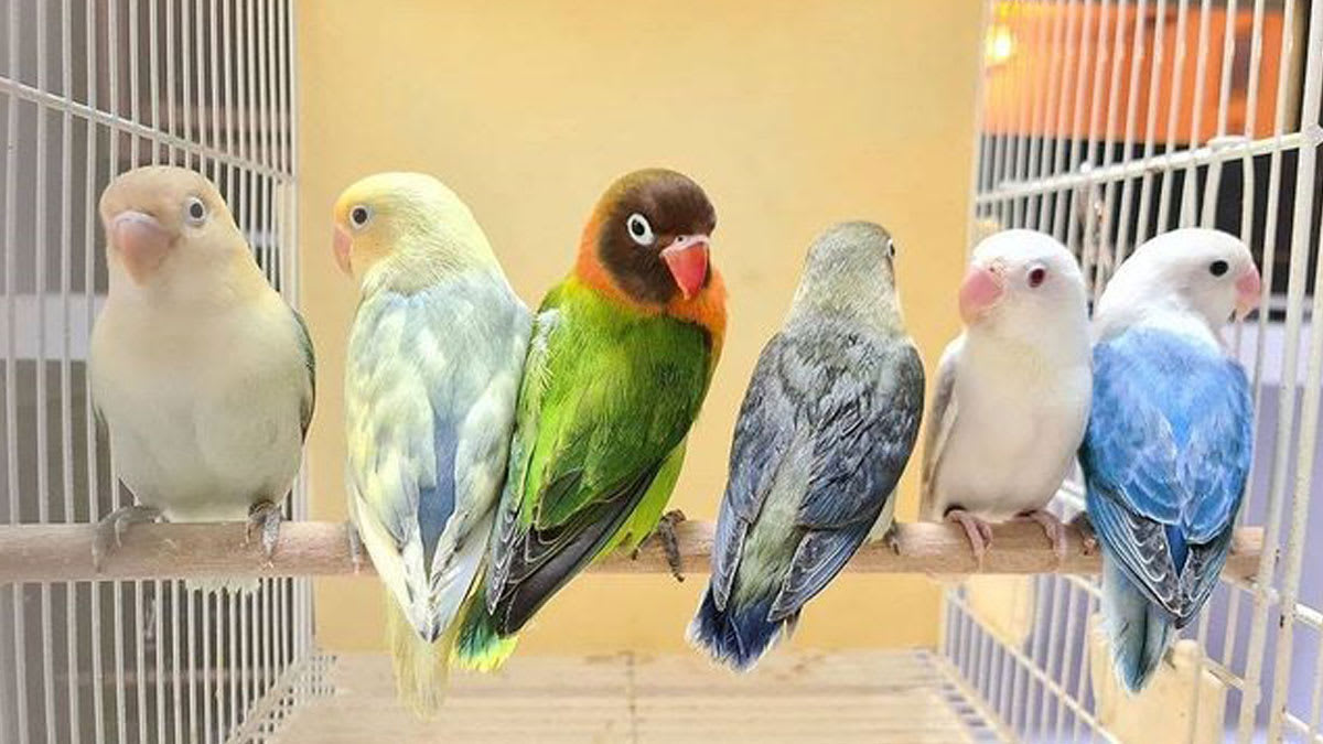 Burung Lovebird Paud Umur Ideal Lomba: Kunci Sukses Peternak Burung Lovebird Paud Umur Ideal Lomba: Kunci Sukses Peternak