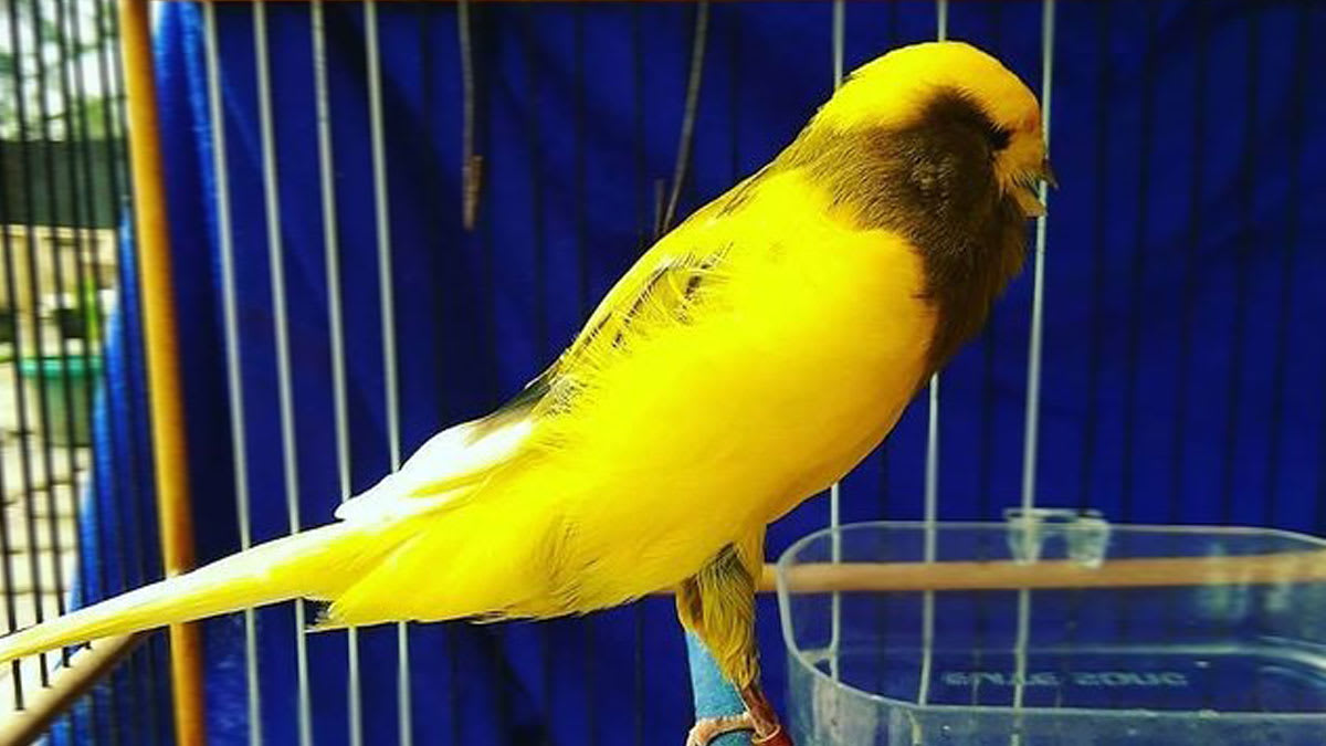 Perawatan Kenari Mabung