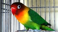 Perawatan Lovebird Josan