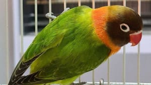 Cara Mengatasi Lobebird Birahi