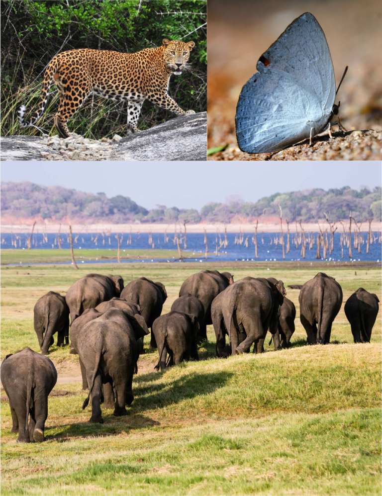 Animated Card Hover Effect Html & CSS