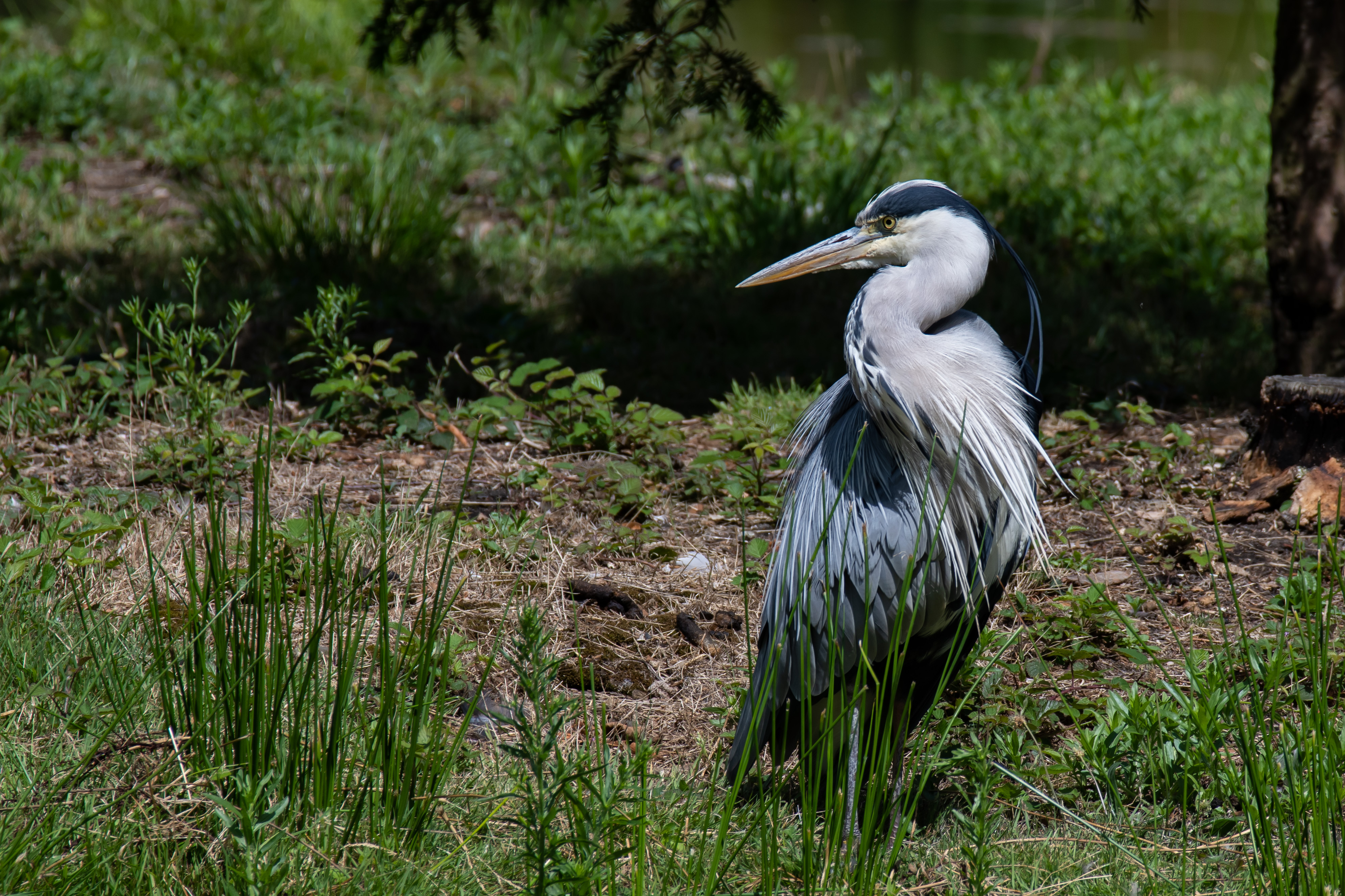 Grey Heron standing still at the water's edge