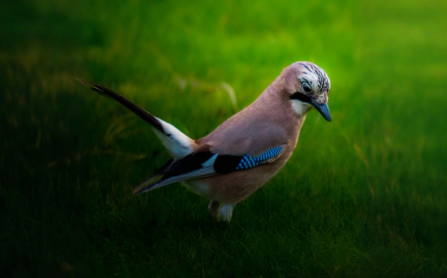 Eurasian Jay