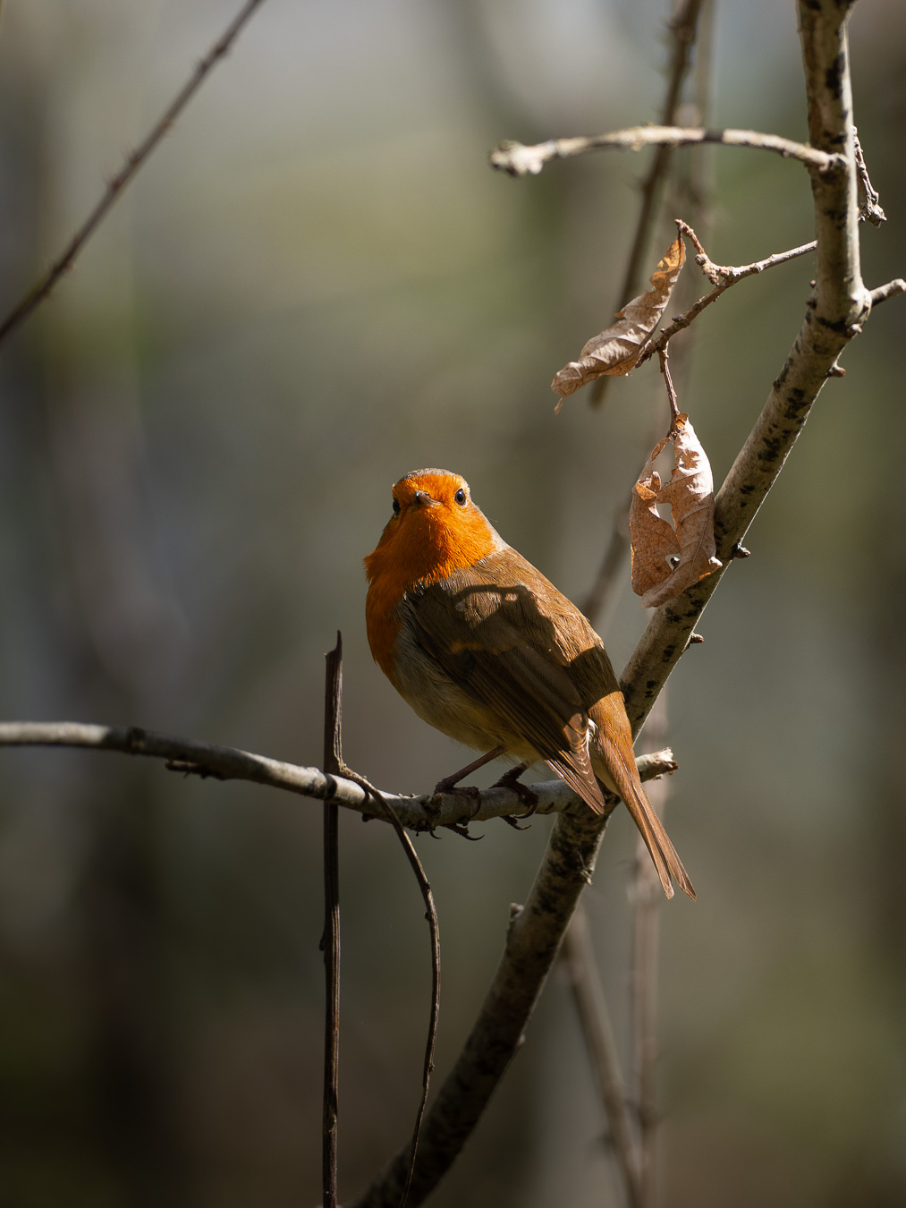 European Robin