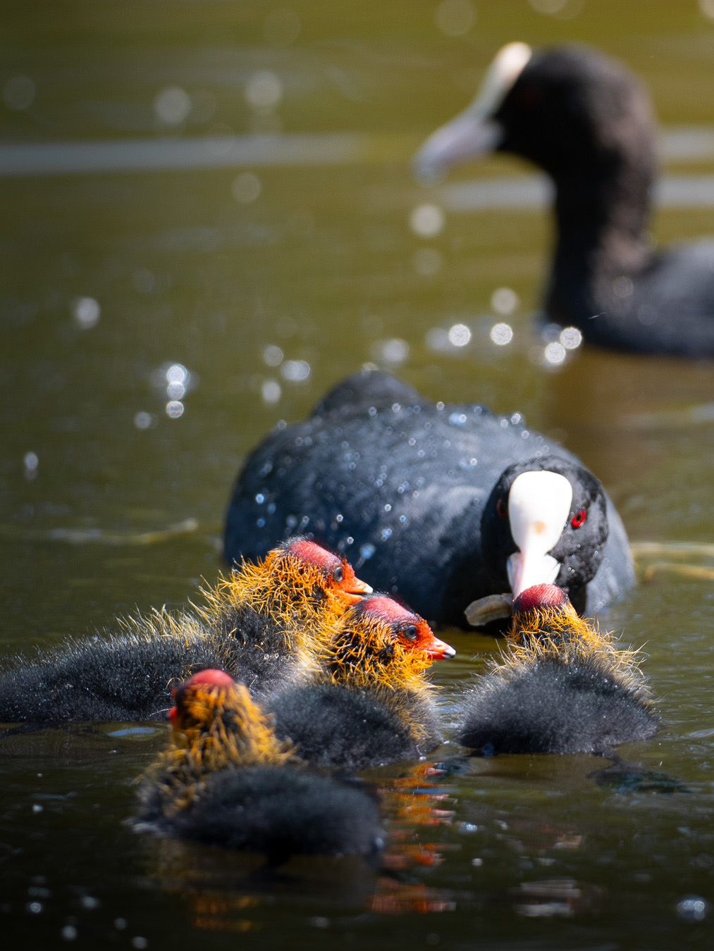 Common Coot