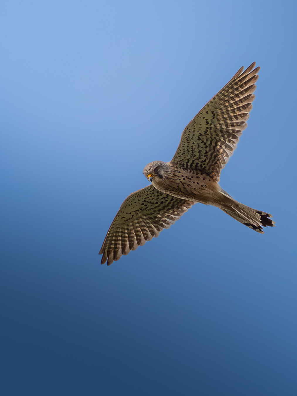 Common Kestrel