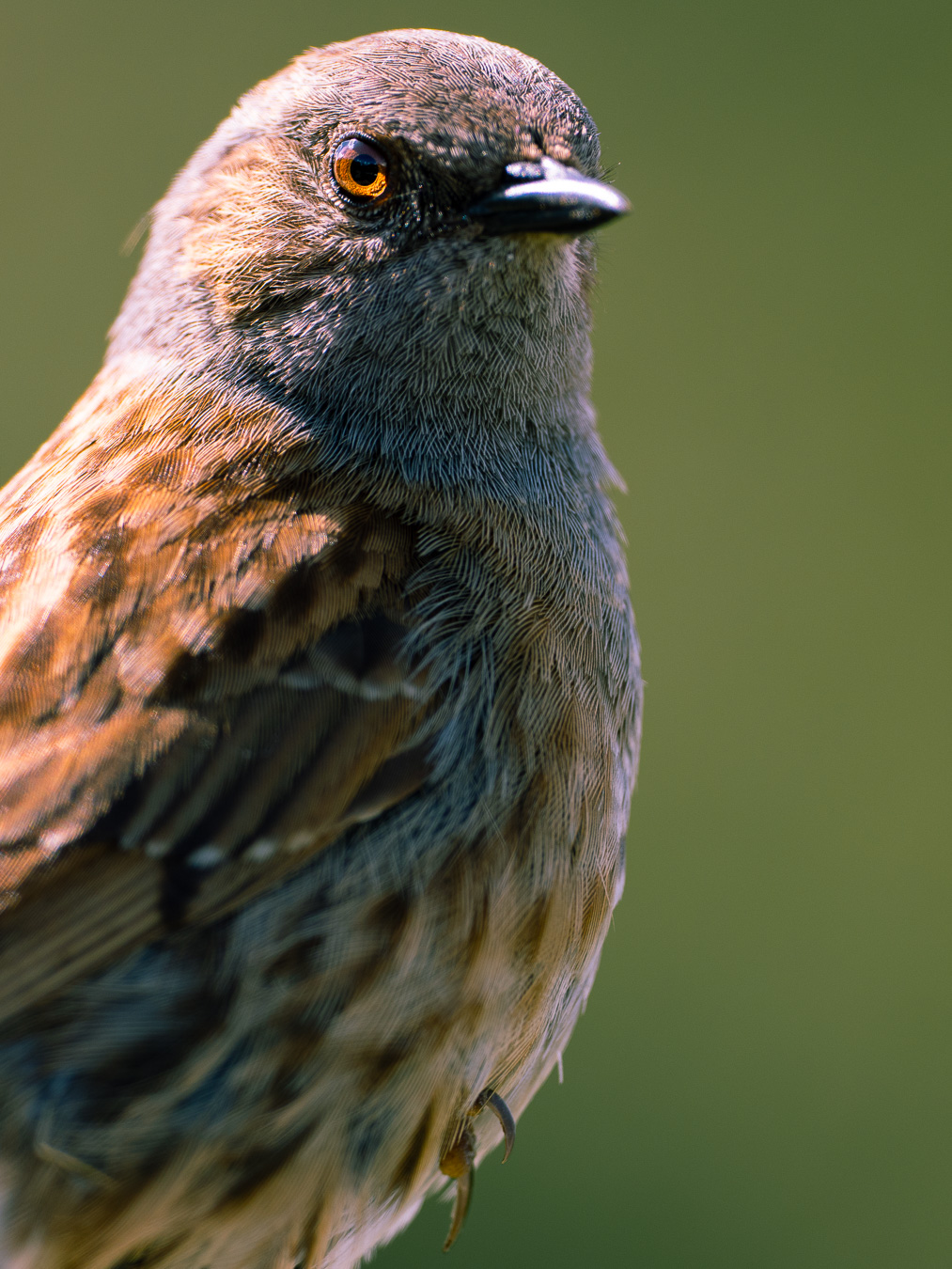 Dunnock