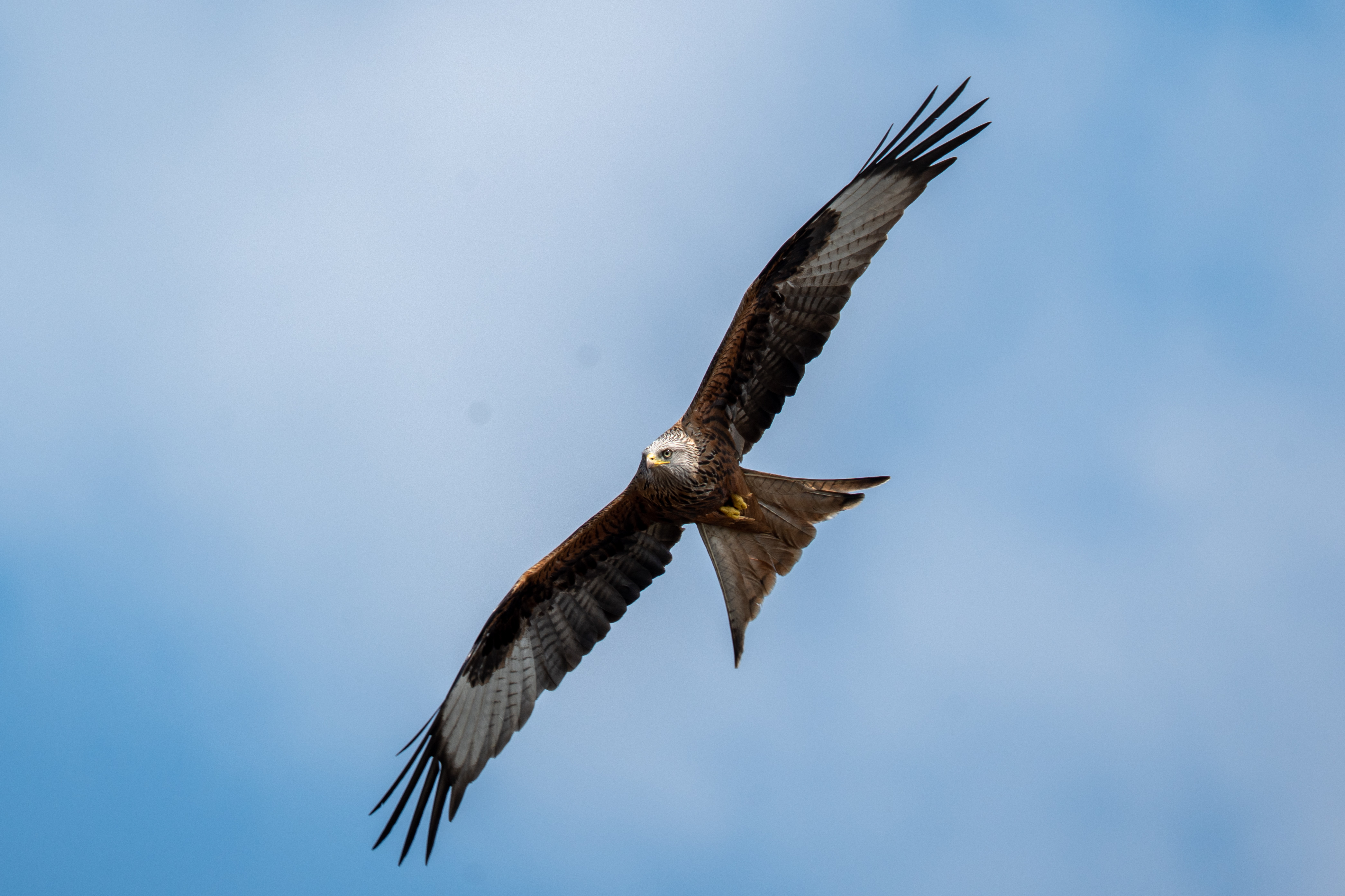 Red Kite