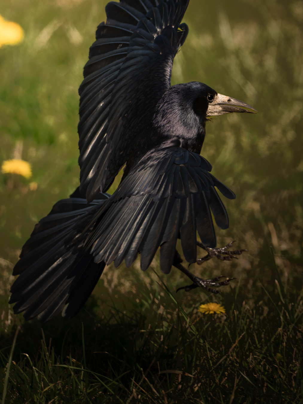 Rook