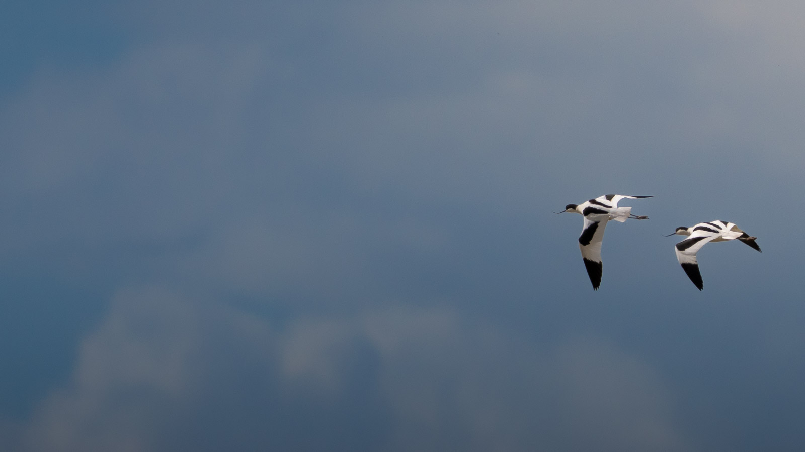 Vi Natura — UK Wildlife Photography