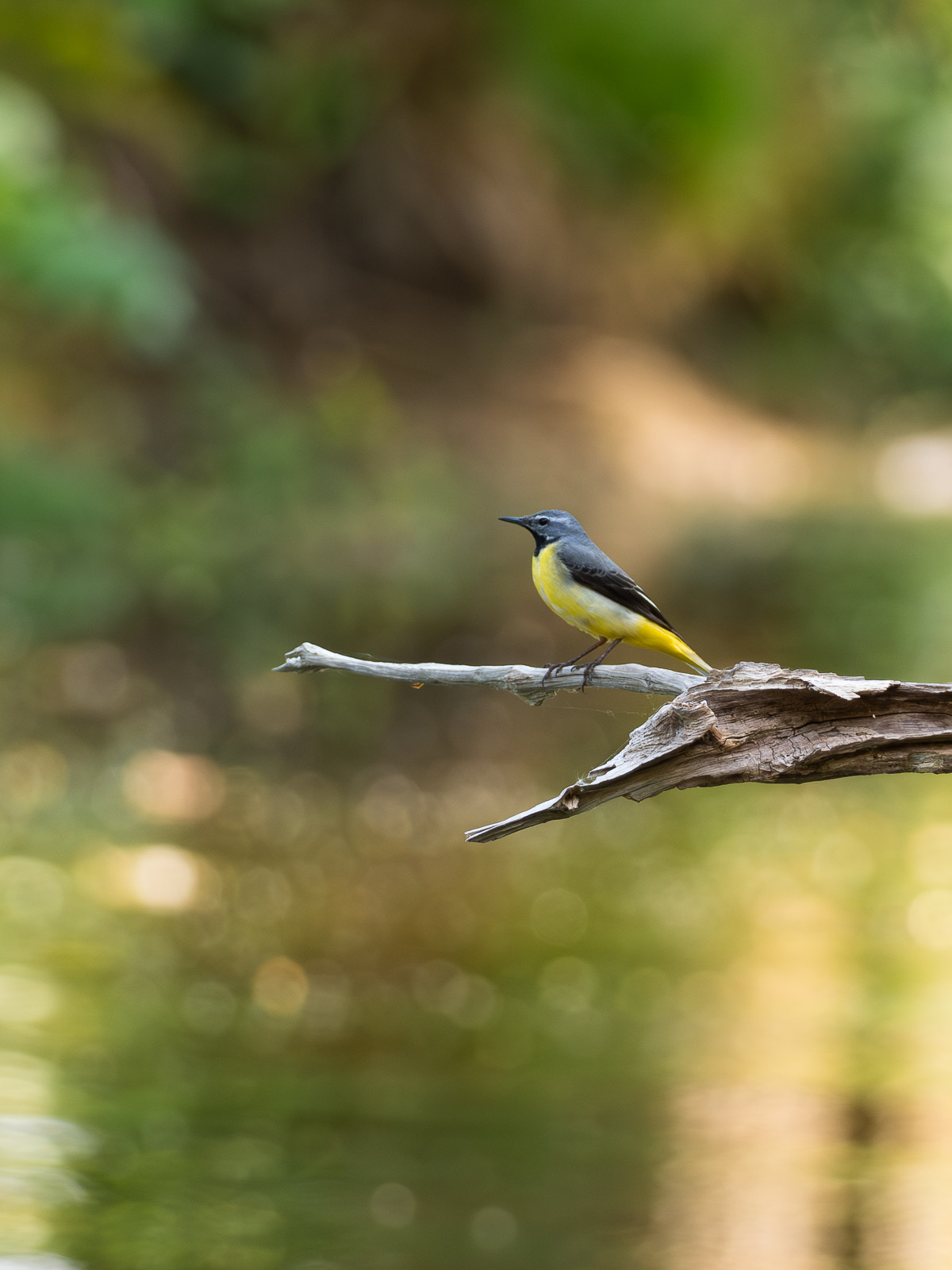 Grey Wagtail