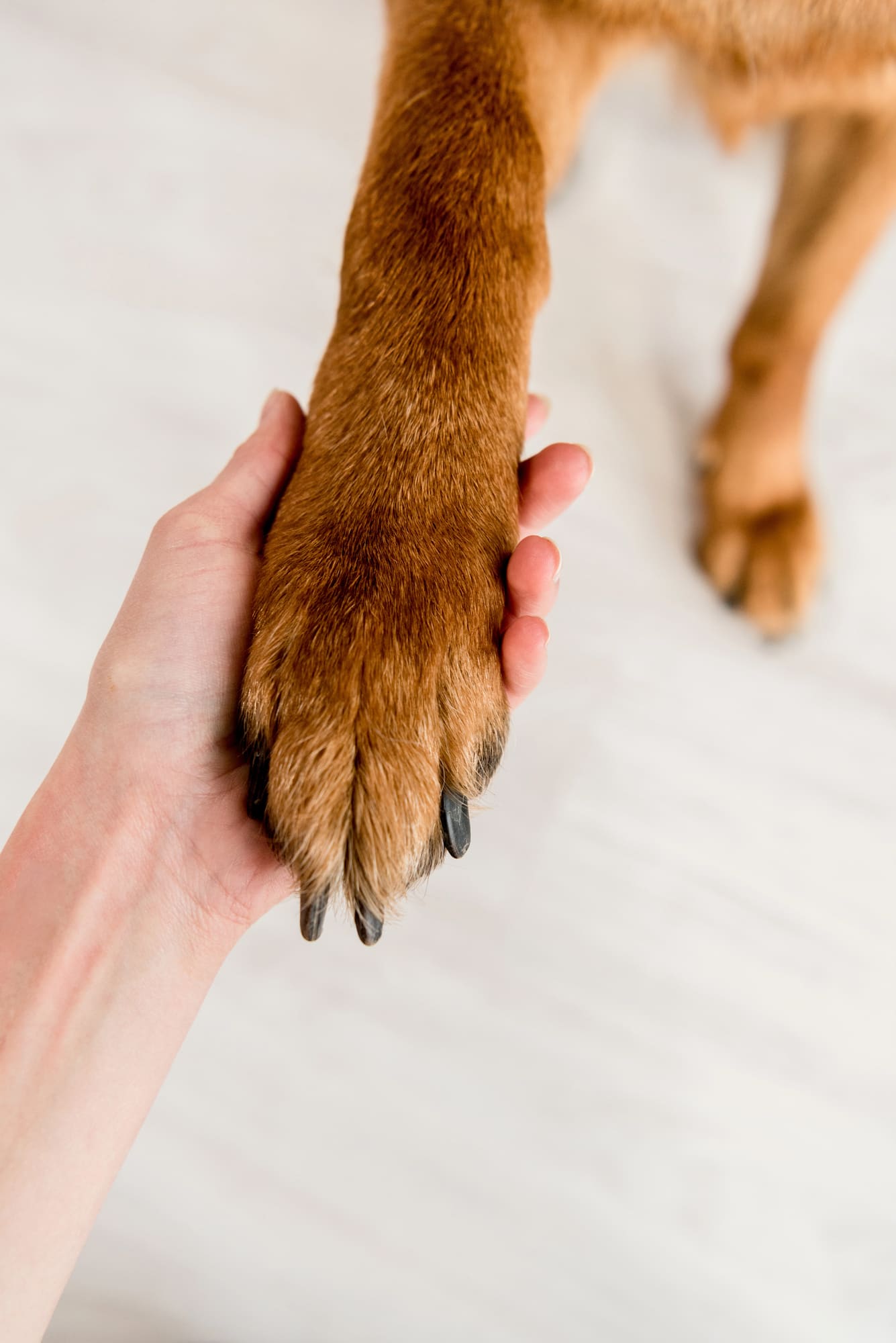 A hand holding a dog’s paw