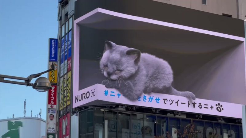 A 3D billboard with a kitten sleeping with its arm resting over the side