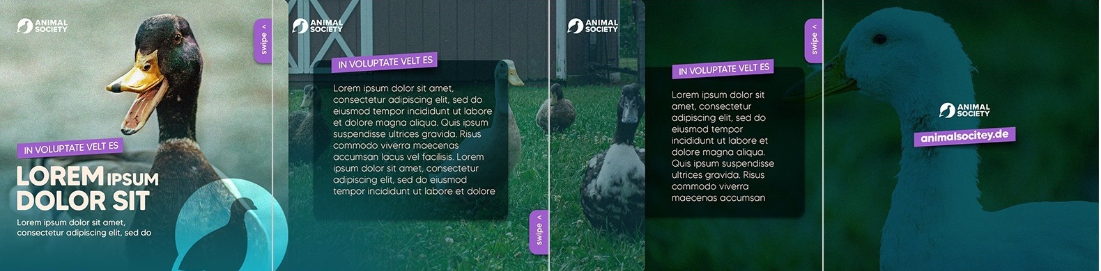 teal-tinted carousel format showing ducks and text