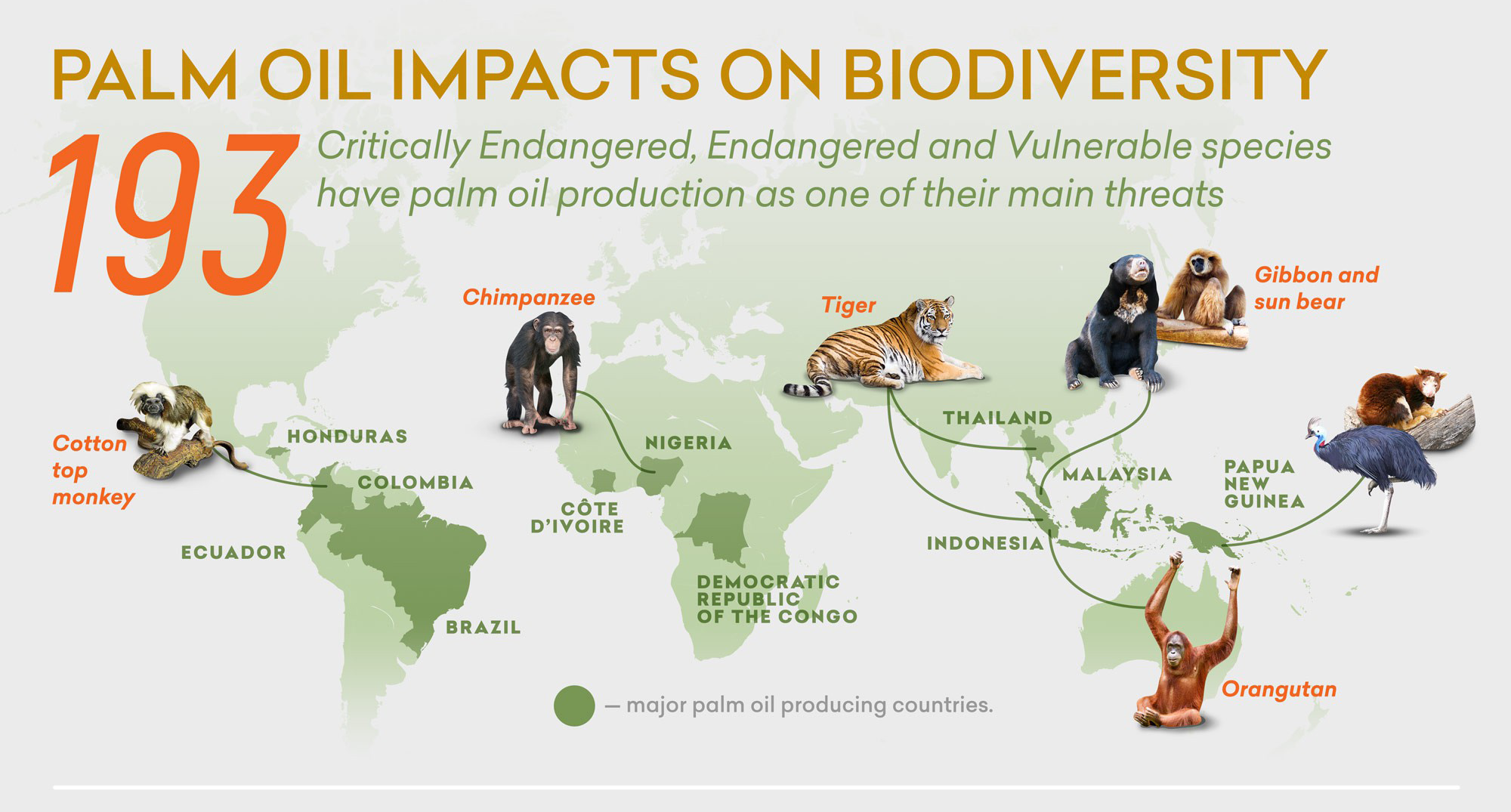 Geographic infographic example explaining the global impact of palm oil on biodiversity.
