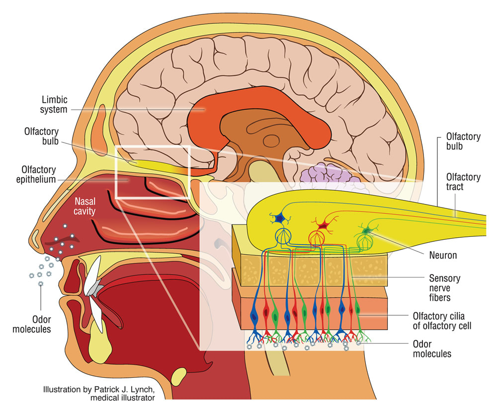 illustration of the olfactory system