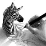 sketch of zebra
