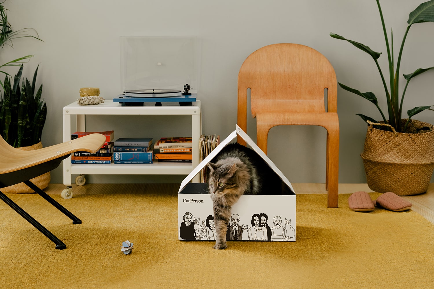 A cat in Cat Person&rsquo;s Cat Chalet transformer box