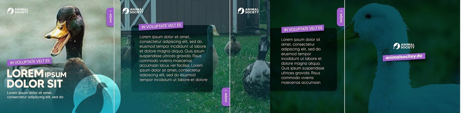 Format carrousel de couleur bleu-vert montrant des canards et du texte