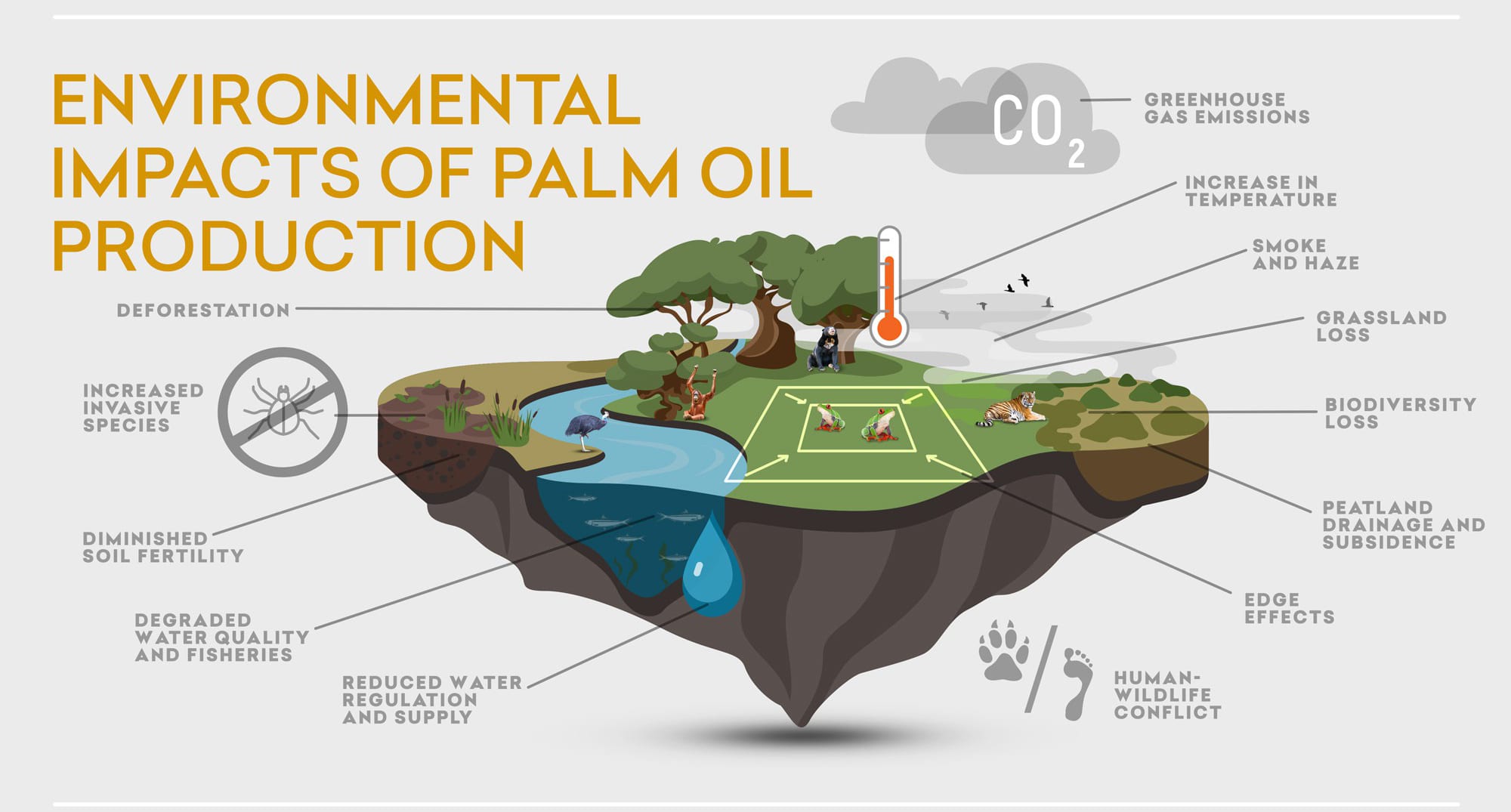 Sustainability infographic example explaining environmental impacts of palm oil production.