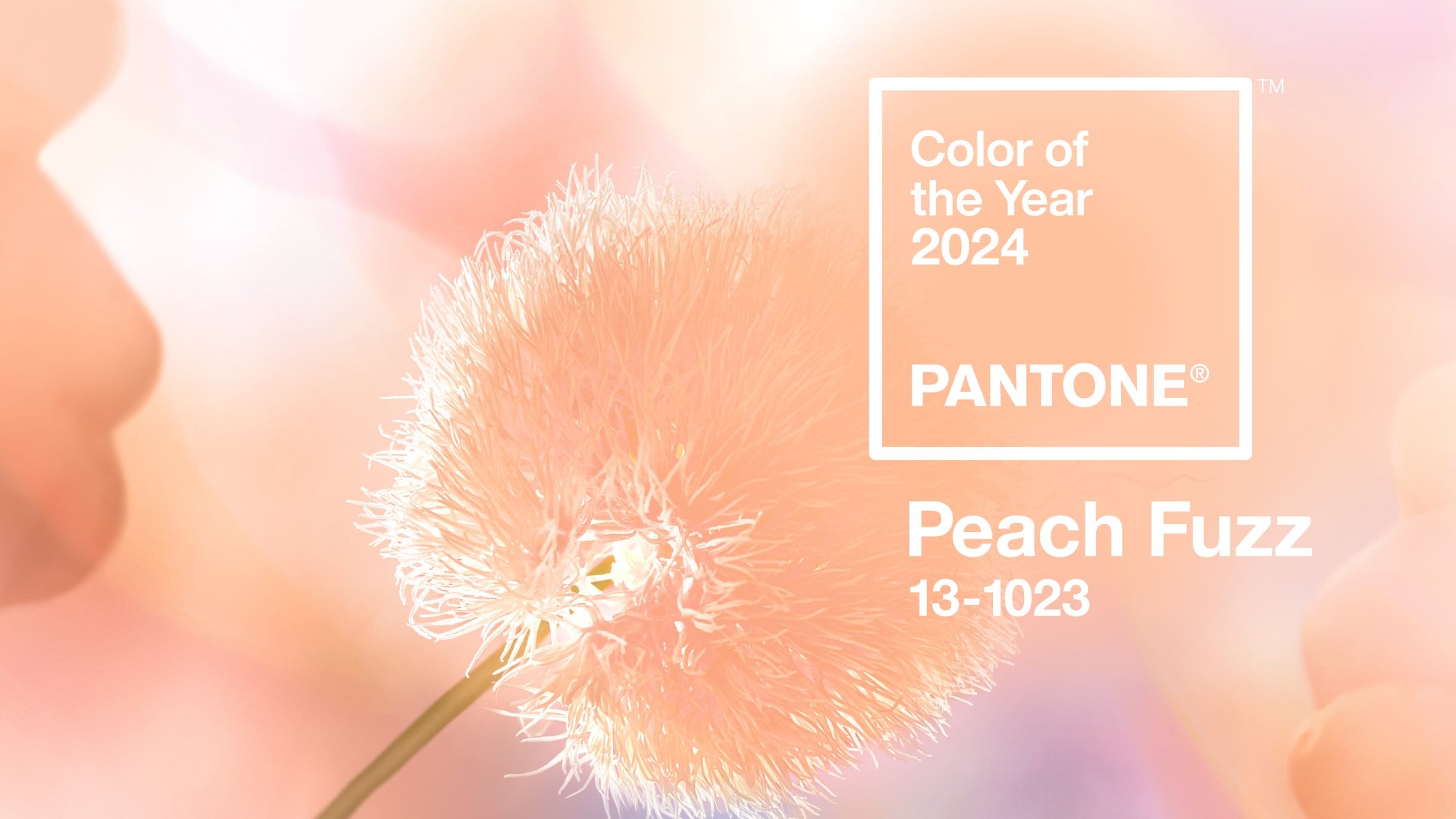 Peach Fuzz, Pantone Color of the Year 2024