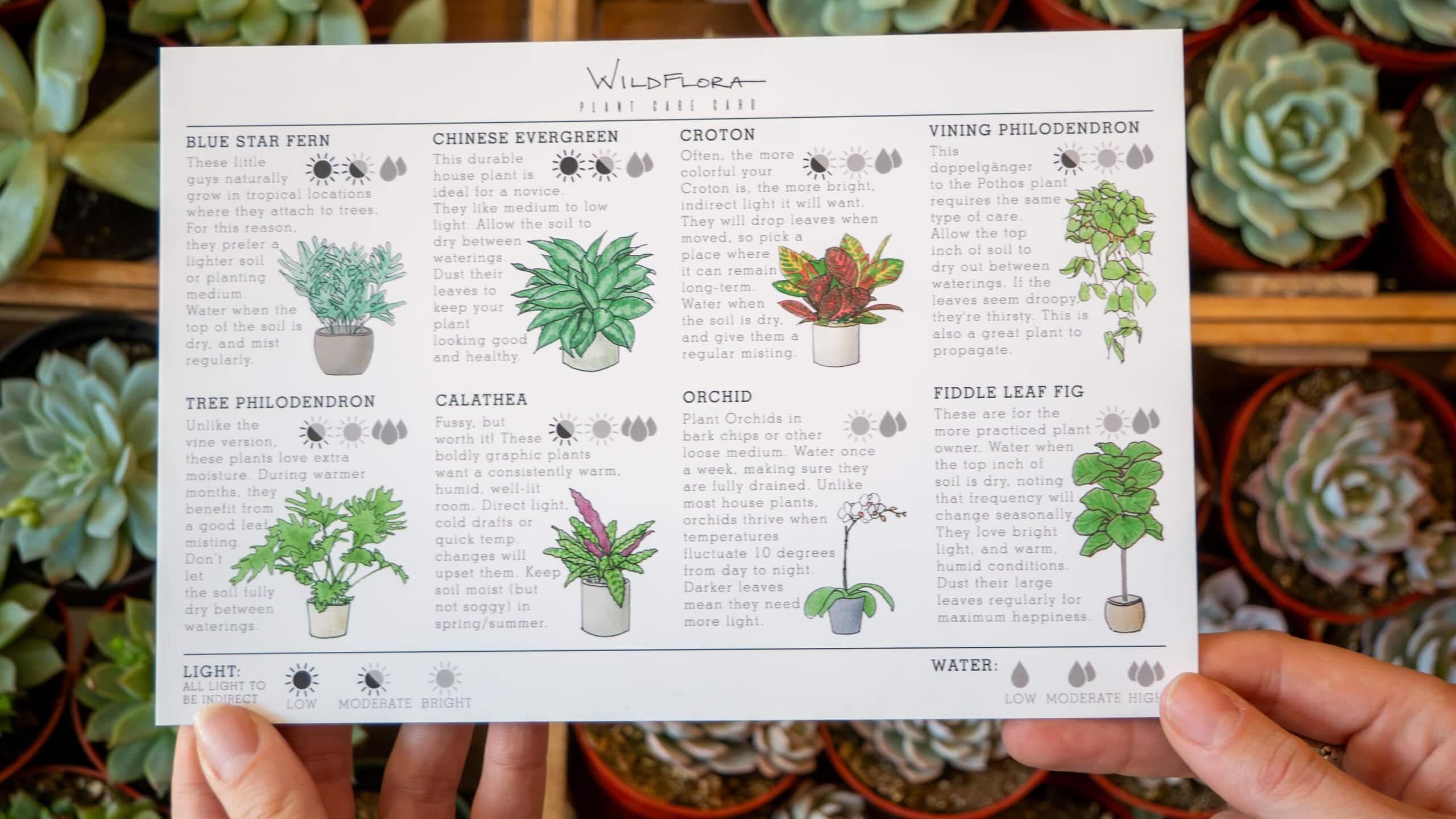 A photo of a branded card for WildFlora, written using the brand’s tone of voice, with the illustrations guided by the brand style guide