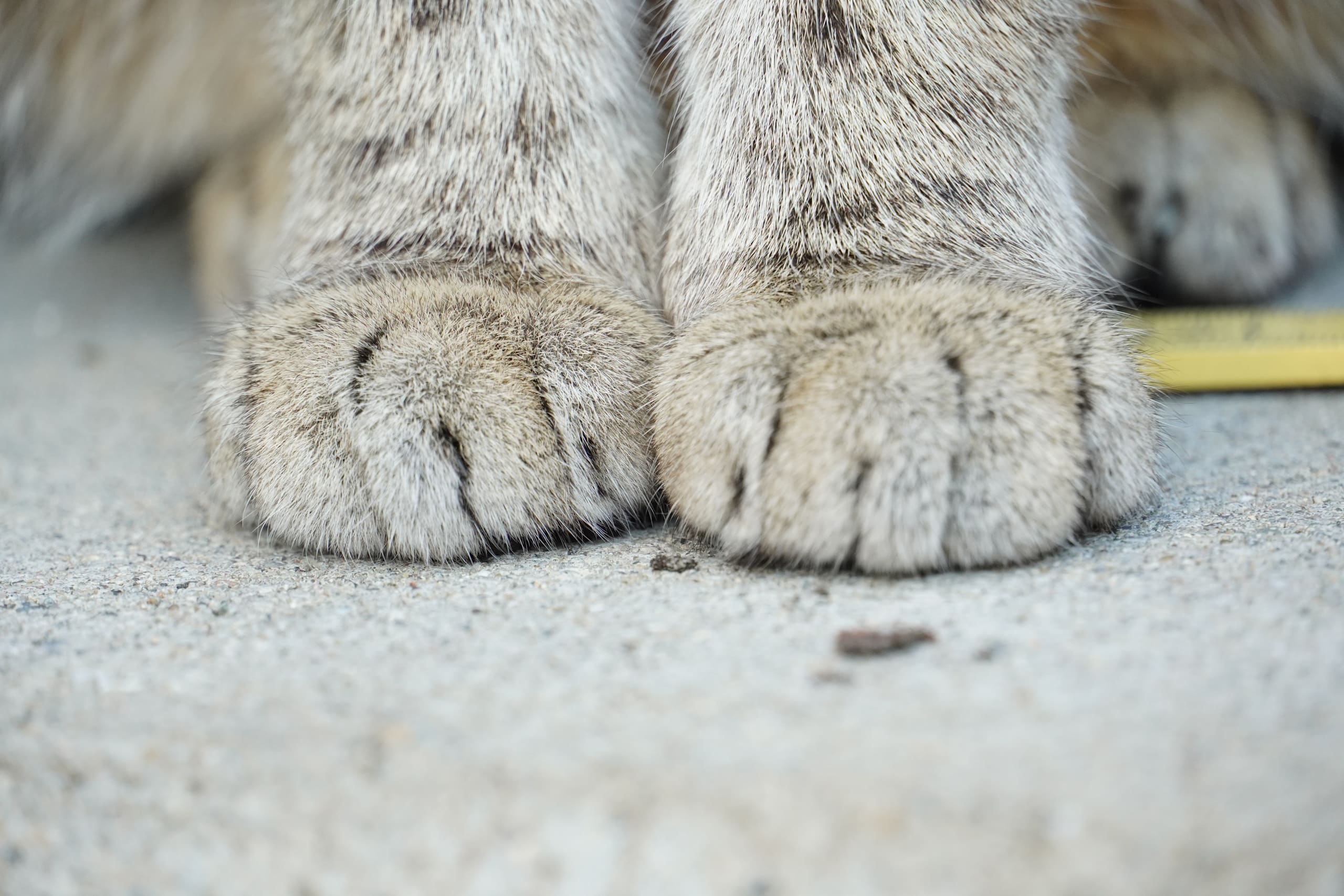 Pattes de devant d’un chat