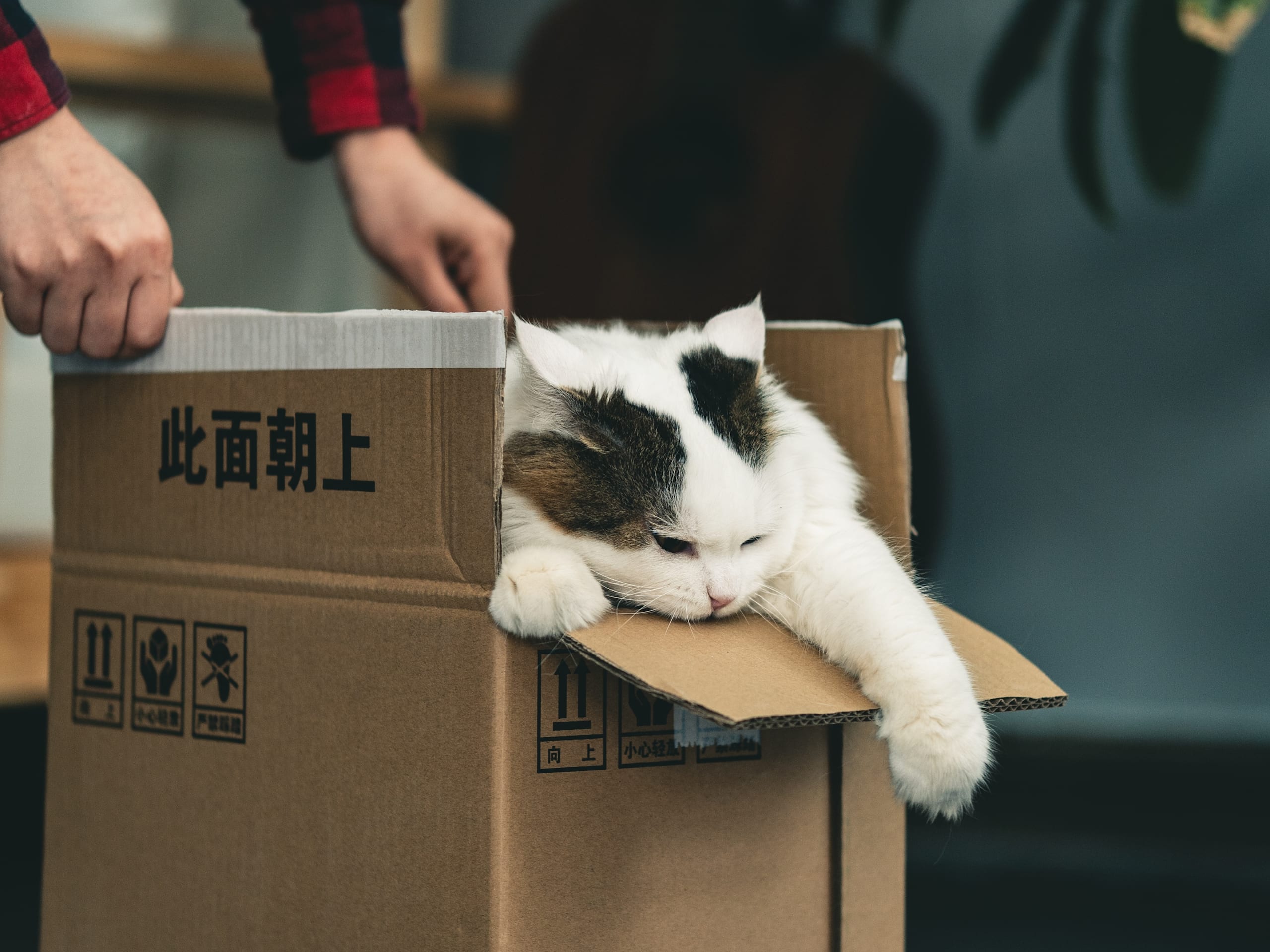 Cat in a cardboard box