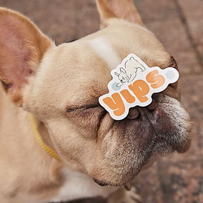 Adorable puppy with a colorful dog-themed logo sticker on its nose – a fun example of logo inspiration.