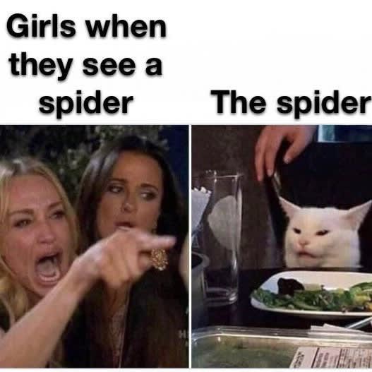 The woman yelling at a cat meme