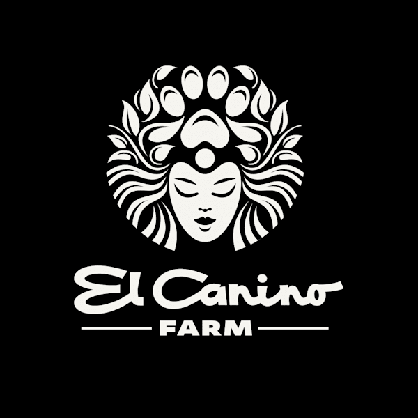 Style de police lettrage plurilingue