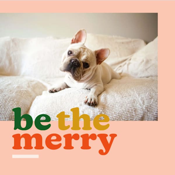Holiday greetings card with a photo of a french bulldog on a bed and the print caption "be the merry"